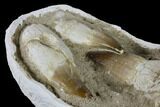 Three, Large Rooted Mosasaur Teeth In Rock - Morocco #115781-6